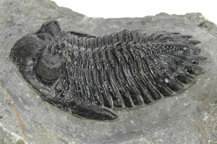 Detailed Hollardops Trilobite - Ofaten, Morocco #245268